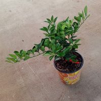 10"/3G Citrus Bush Orange Navel