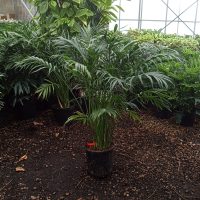 12" Palm Cat