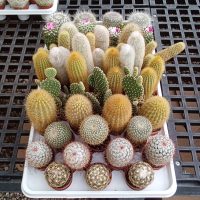 2.25" Cactus Asst