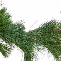 20" White Pine Garland