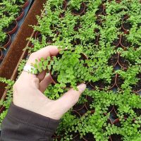 2" Fern Lemon Button (pk 45)