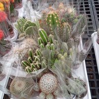 3.25" Cactus Asst Ultra Premium