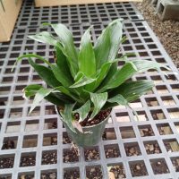 4" Drac Janet Craig