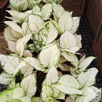 4" Ag Super White