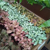 4" Fittonia Asst (Tissue Culture)