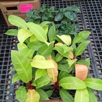 4" Philo Upright Asst
