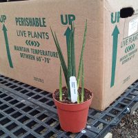 4" Sans Fernwood Bacularis