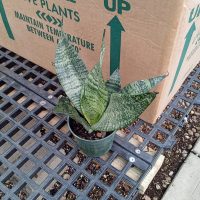 4" Sans Robusta Superba