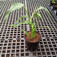 5.39" Monstera Burle Marx Flame