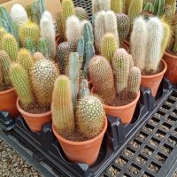 5" Cactus Combo in Clay
