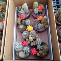 5" Cactus / Succulent Combo in Colorful Ceramic