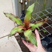 5" Cryptanthus Strawberry Flame