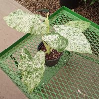 6" Alocasia Odora Batik Blizzard