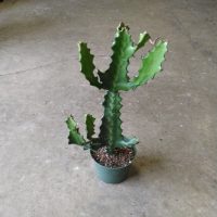 6" Euphorbia Dragon Bone