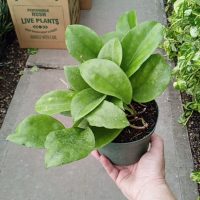 6" Hoya Surigaoensis