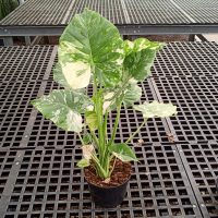 6" Alocasia Gageana Aurea VAR