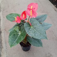 6" Anthurium Caliente Red
