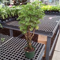 6" Aralia Parsley Stump