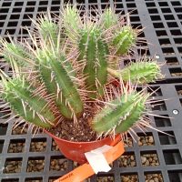6" Cactus Asst Ultra Premium