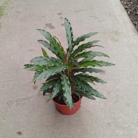 6" Calathea Rufibarba