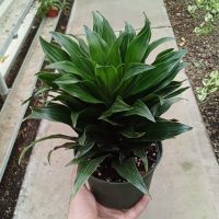 6" Drac Janet Craig Compacta Tip 1ppp