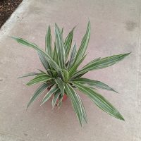 6" Drac Warneckii Jumbo Tip