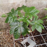 6" Fatsia Japonica