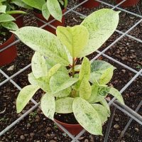 6" Ficus Shivereana / Moonshine Bush