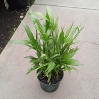 6" Palm Cat