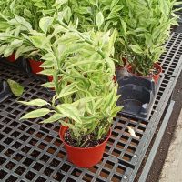 6" Pedilanthus Devil's Backbone VAR