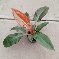 6" Philo Imperial Red