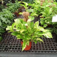 6" Pothos Churchill Gold Totem