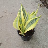 6" Sans Gold Hahnii