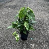6" Epi Pinnatum Albo Totem