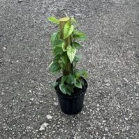 6" Epi Cebu Blue Ghost VAR Totem