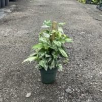 6" Epi Pinnatum Marble Flame Totem