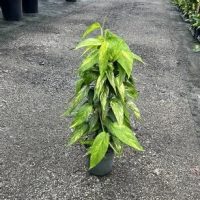 6" Epi Pinnatum Neon VAR Totem