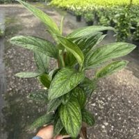 6" Philo Monstera Peru Totem