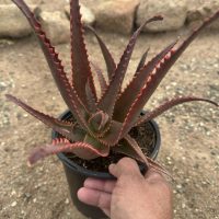 7" Aloe Violet Volt