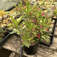 7" Euphorbia Crown of Thorns VAR