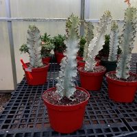 8" Euphorbia Ammak VAR