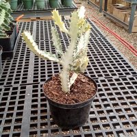 8" Euphorbia White Ghost