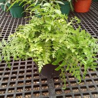 8" Fern Austral Gem
