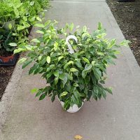 8" Ficus Margarite HB
