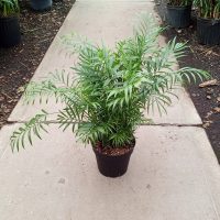 8" Palm Neanthebella