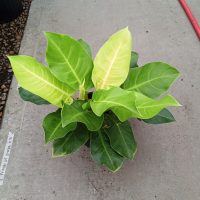 8" Philo Moonlight