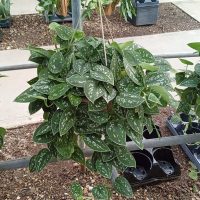 8" Scindapsus Silvery Ann HB