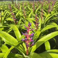 6" Aechmea Blue Tango