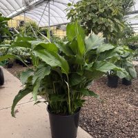 14" Spath with Spikes