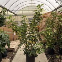 14" Scheff Arb Gold Cap Column